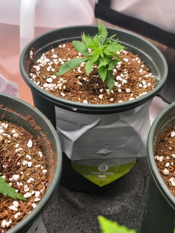 Royal Queen Seeds — vegetative, day 24