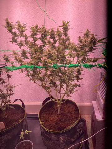 pineapple Express  — flower, day 27