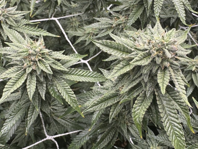 3 Runtz X Apple Fritter  — flower, day 47