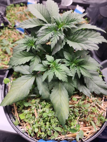 Mephisto Apple Crush in Nature's Living Soil  — vegetative, day 30