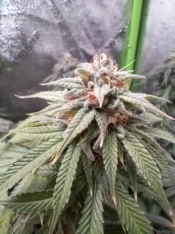 All Aboard!!! — flower, day 125