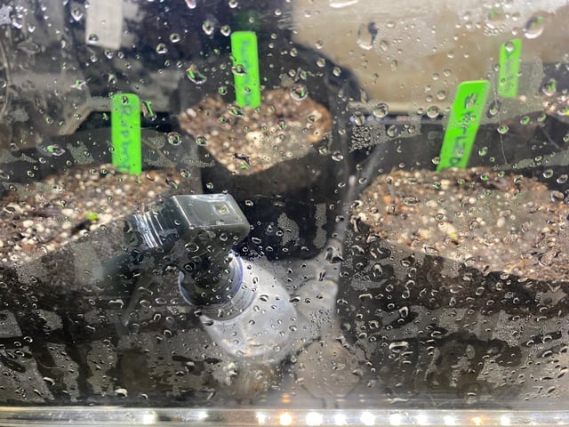 Auto Run #1 2025-2026 — seedling_rooting, day 4