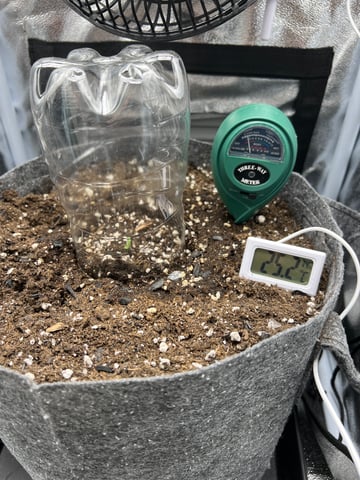 F1 Titan — seedling_rooting, day 5