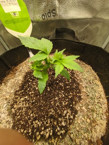 OG III — seedling_rooting, day 15