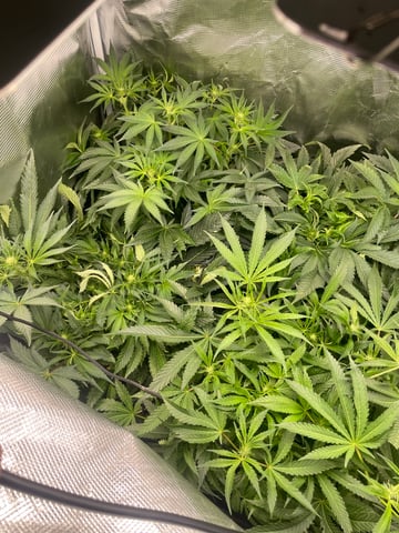 Mainely Organic Mix — flower, day 32