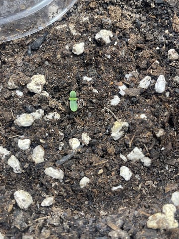 3x3 Grow — seedling_rooting, day 9