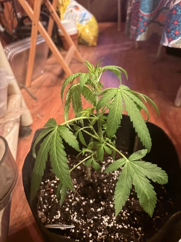Northern Lights & Quick One  — vegetative, day 11