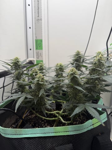 Indoor & Outdoor Grow 6 — flower, day 61