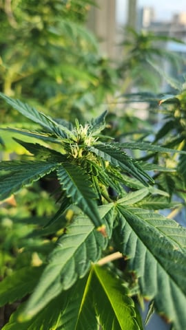 Royal Highness — flower, day 97