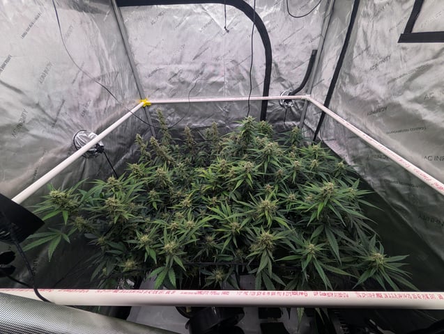 Grow #4 — flower, day 61