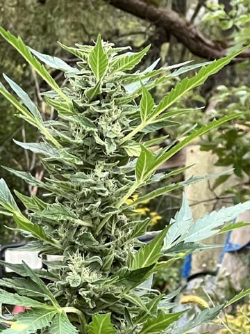 Banjo (Adam’s Plant) — flower, day 87