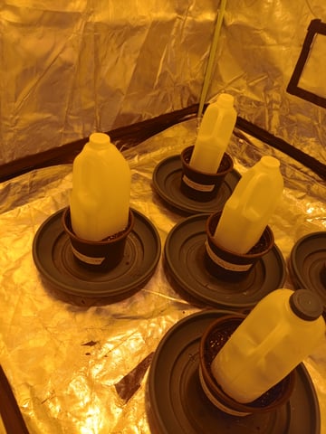 mr — germination, day 1