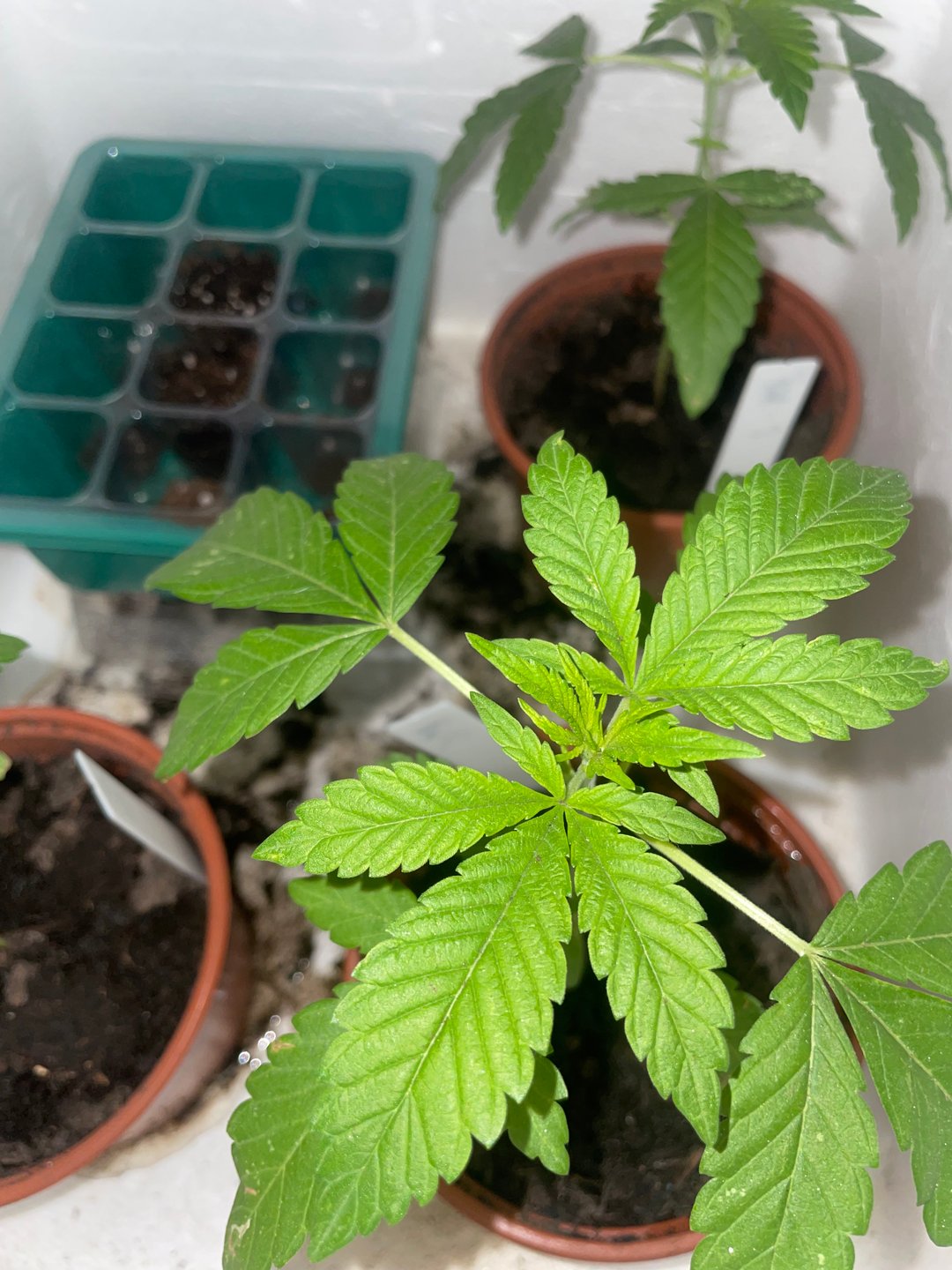 white runtz first grow 