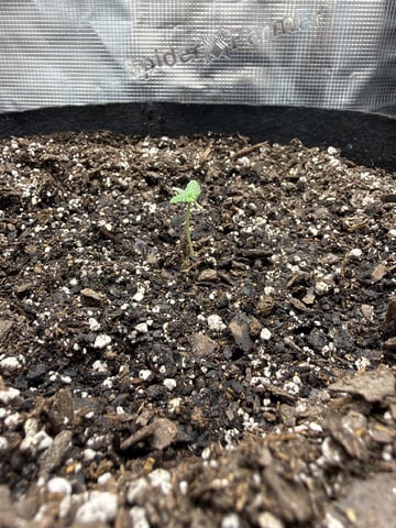Gorilla Cookies 2nd Try — seedling_rooting, day 10