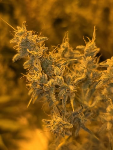Autos AGAIN — flower, day 76