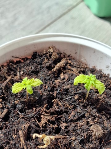 Trial — seedling_rooting, day 24