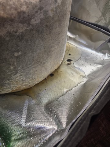 Looking for advice! — vegetative, day 14