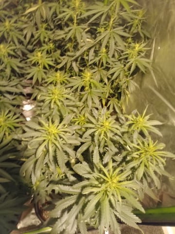 mr — flower, day 69