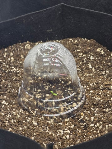 1st Grow 4x4 — germination, day 5