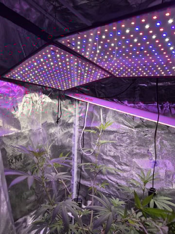 Kalini Asia Auto  — flower, day 23