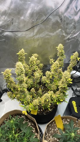 3x3 Grow — flower, day 38