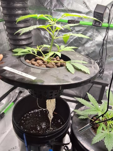 STELLA — vegetative, day 45