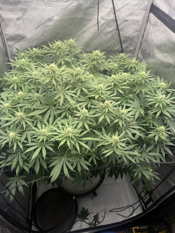 Another hard start! — flower, day 67