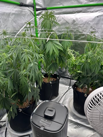 First grow — flower, day 50
