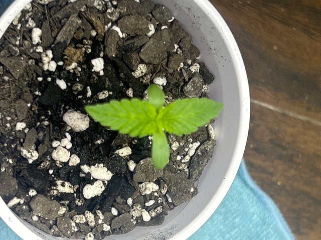 2nd Run — seedling_rooting, day 6