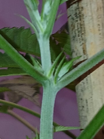 triangle kush  — vegetative, day 30