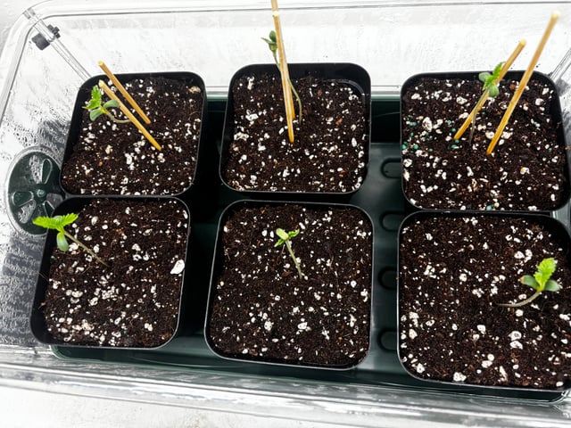 PKB remix/PotG — seedling_rooting, day 9