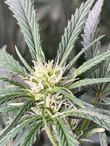 FIRST AUTO RUN — auto, day 23