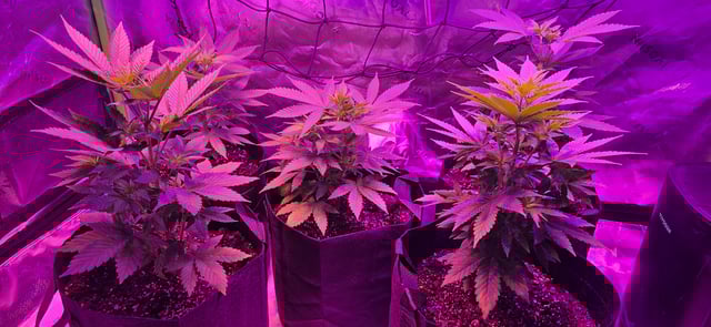 basement grow — vegetative, day 43