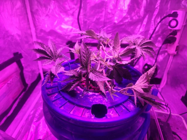 Sour Diesel (started Aug 30th 2025) — flower, day 45