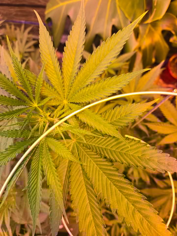 fruitstripe-x-breathworks VS Tropical cherry vs kush cake. vs og haze — flower, day 65