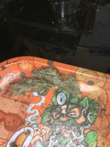 easy bud auto & nothern lights auto