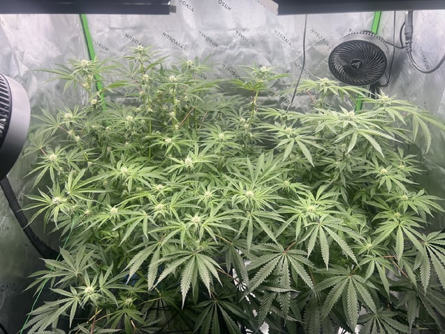 3rd grow  — flower, day 3