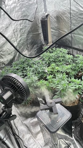 Clones Fat Bastard Clones  — vegetative, day 69