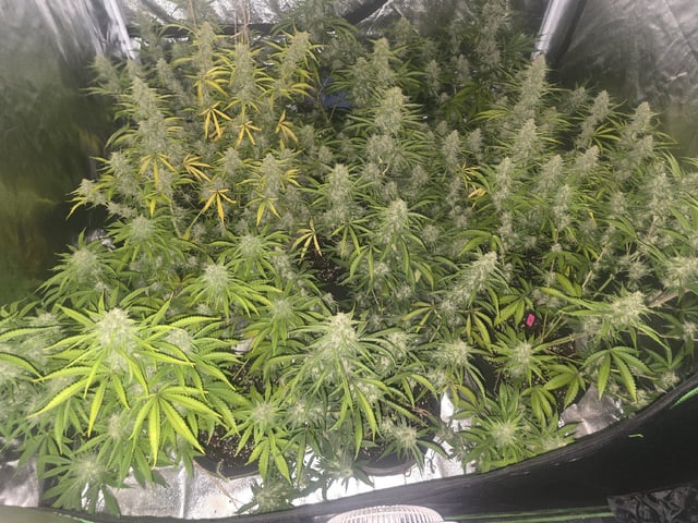 3rd Auto Grow — flower, day 86