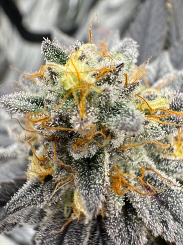 Master Kush RBX — flower, day 174