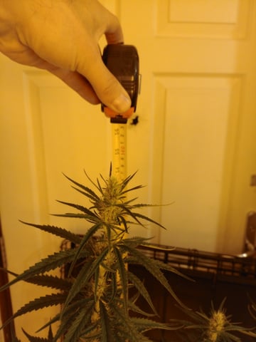 mr — flower, day 82
