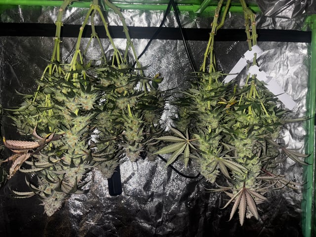 Pink Passion Fruit — flower, day 108