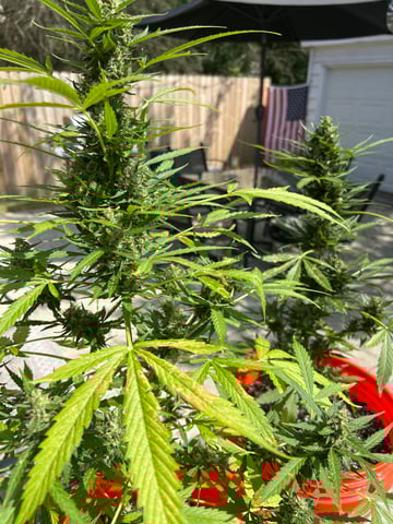 GNOMO Auto  — flower, day 5