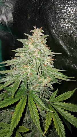 Lemon Cherry Cookies, Purple Haze and Strawberry Gorilla Grows — flower, day 95