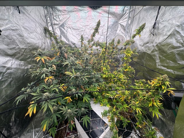 first indoor — flower, day 125