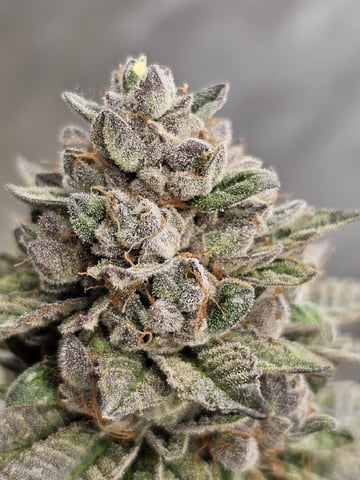 perfect circle/ cherrymac1 X candyland cross 