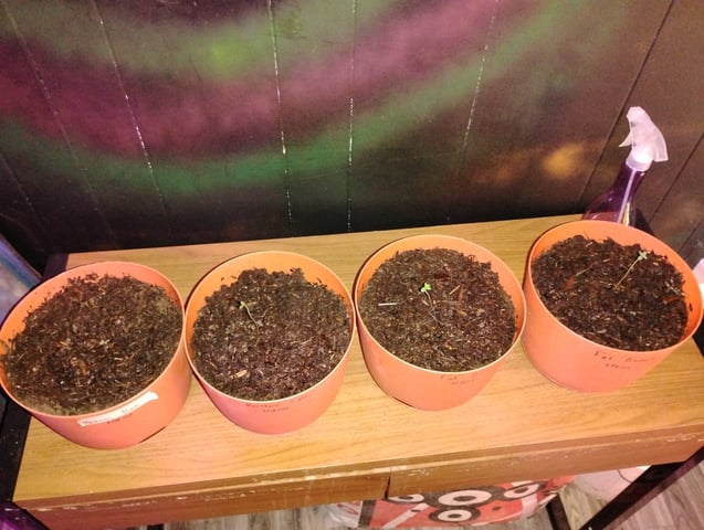 My First Grow — seedling_rooting, day 2