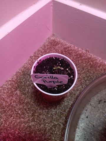Gorilla Purple Auto — seedling_rooting, day 1