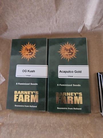 GT2 — seedling_rooting, day 23