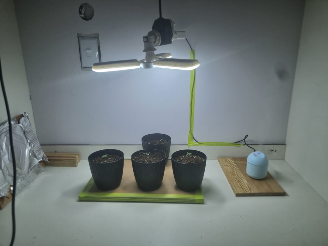 My first Indoor Grow